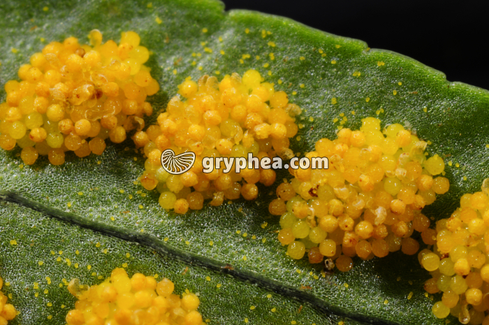 Sores sporanges et spores de Polypode x3 - gryphea.com